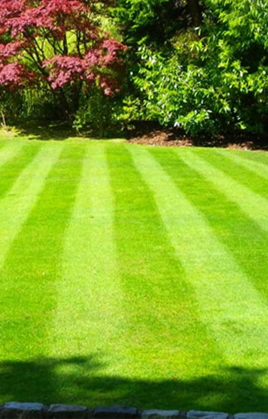 home lawn